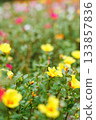 A colorful field of portulaca flowers A colorful field of portulaca flowers 133857836