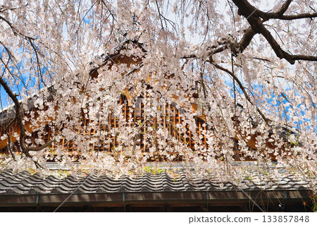 京都本滿寺的垂枝櫻花(京都府京都市上京區) 京都本滿寺的垂枝櫻花(京都府京都市上京區) 133857848