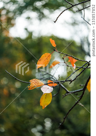 秋葉與枝條：落葉樹的秋葉與自然背景 133857852