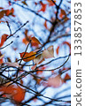 Autumn leaves and branches: Autumn leaves of deciduous trees and natural background Autumn leaves and branches: Autumn leaves of deciduous trees and natural background 133857853