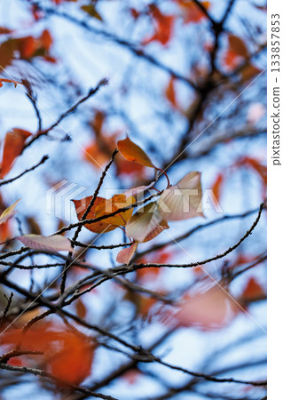 Autumn leaves and branches: Autumn leaves of deciduous trees and natural background 133857853