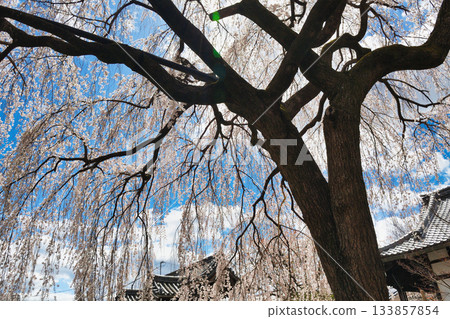 京都本滿寺的垂枝櫻花（京都府京都市上京區） 133857854