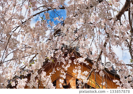 Weeping cherry blossoms at Honmanji Temple, Kyoto (Kamigyo Ward, Kyoto City, Kyoto Prefecture) Weeping cherry blossoms at Honmanji Temple, Kyoto (Kamigyo Ward, Kyoto City, Kyoto Prefecture) 133857878
