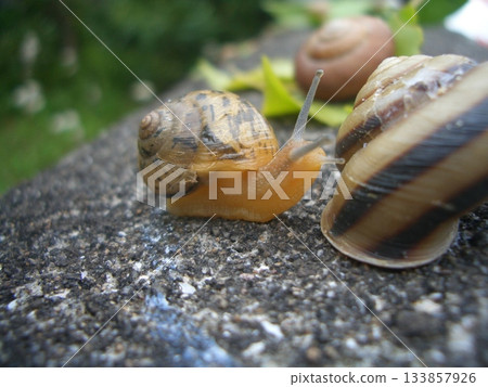 A small visitor on a quiet rainy afternoon 133857926