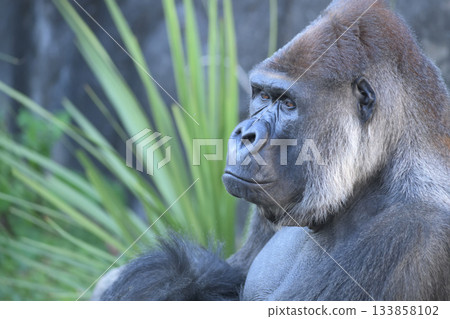 一隻大猩猩茫然地凝視著遠方。 133858102