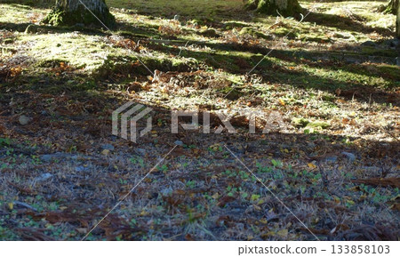 Shadows of trees falling on mossy ground in the sunshine 133858103