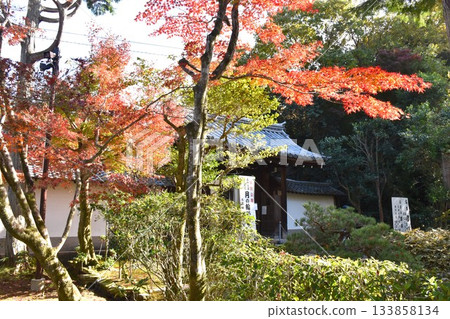 東福寺速倉院的秋葉 133858134