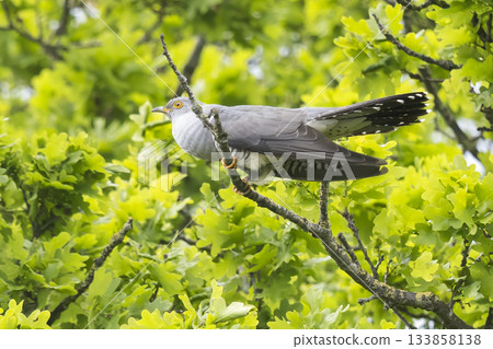 Common cuckoo perched on a branch in vibrant green foliage in the Netherlands during springtime Common cuckoo perched on a branch in vibrant green foliage in the Netherlands during springtime 133858138