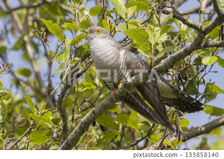 Common cuckoo perched on a branch among green leaves in the Netherlands Common cuckoo perched on a branch among green leaves in the Netherlands 133858140