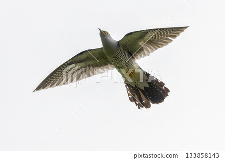 Common cuckoo flying in the sky of the Netherlands, showcasing its distinct plumage and wings Common cuckoo flying in the sky of the Netherlands, showcasing its distinct plumage and wings 133858143
