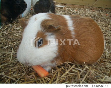 天竺鼠在草地上吃胡蘿蔔的畫面令人感到舒緩。 133858165