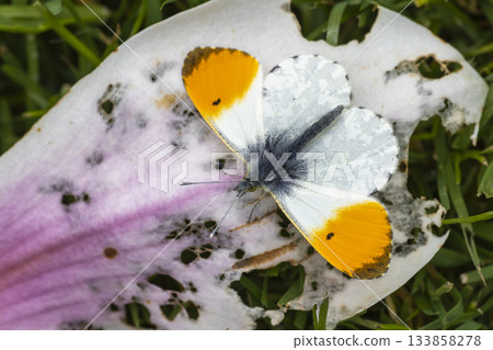 Orange tip butterfly rests on a petal in a Dutch garden during springtime 133858278