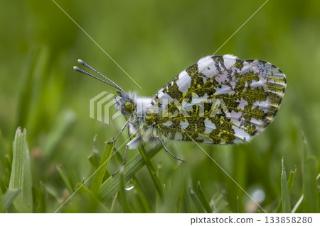 Orange tip butterfly resting on green grass in the Netherlands during springtime 133858280