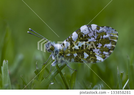 Orange tip butterfly resting on green grass in the Netherlands during springtime 133858281