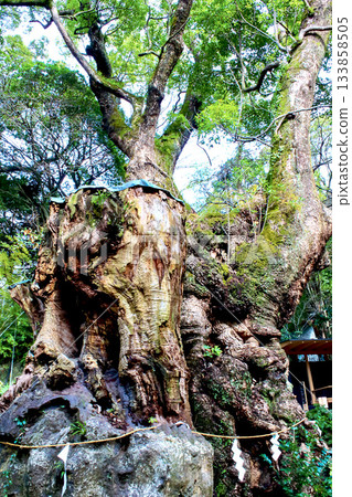 【靜岡】冬日的熱海：木之宮神社內的一棵巨大的樟樹 133858505