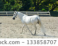A white horse running comfortably through the riding ground 133858707