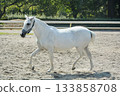 A white horse running comfortably through the riding ground 133858708