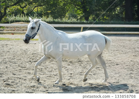 A white horse running comfortably through the riding ground A white horse running comfortably through the riding ground 133858708