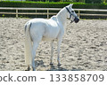 A white horse running comfortably through the riding ground 133858709