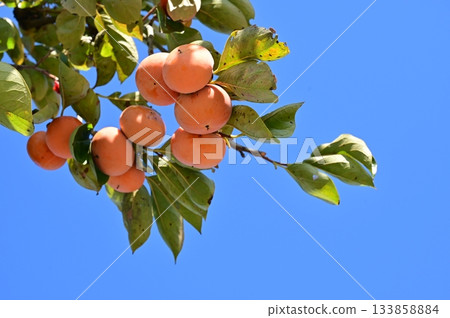 Persimmon (Ebenaceae) Deciduous small tree Persimmon (Ebenaceae) Deciduous small tree 133858884