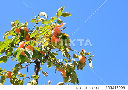 Persimmon (Ebenaceae) Deciduous small tree Persimmon (Ebenaceae) Deciduous small tree 133858909