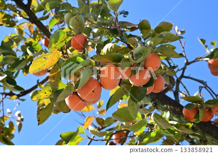 柿子（柿樹科）落葉小喬木 133858921