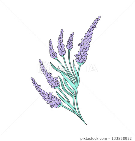Hand-drawn lavender bouquet illustration. Botanical floral design in delicate purple and green colors for prints, cards and decor. Hand-drawn lavender bouquet illustration. Botanical floral design in delicate purple and green colors for prints, cards and decor. 133858952