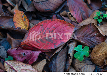 Scenery of fallen leaves Scenery of fallen leaves 133859323