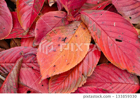 red cherry blossom leaves red cherry blossom leaves 133859330