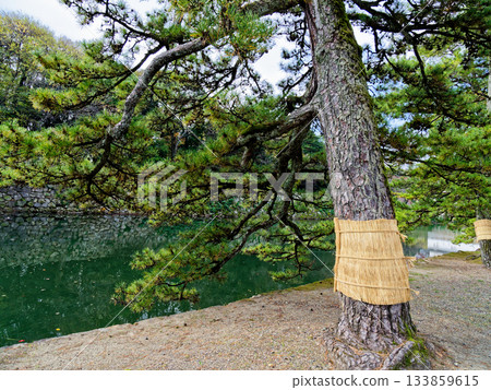 伊呂波松,位於彥根城塔東側,沿著澤口多門櫓樓排列的一排松樹。 伊呂波松,位於彥根城塔東側,沿著澤口多門櫓樓排列的一排松樹。 133859615