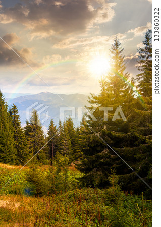 mountain landscape with evergreen forest in autumn at sunset. beautiful place with coniferous trees on hillside under cloudy sky in evening light. vertical storytelling image under the rainbow 133860322