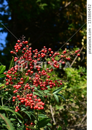 Red berries of Nandina (Berberidaceae) Red berries of Nandina (Berberidaceae) 133860452