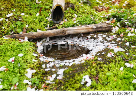 Cherry blossoms falling at Honmanji Temple in Kyoto (Kamigyo Ward, Kyoto City, Kyoto Prefecture) 133860648