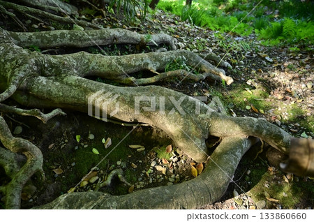 Exposed tree roots and fallen leaves Exposed tree roots and fallen leaves 133860660