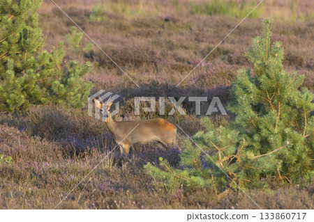 Roe deer grazing in Westerheide heathland during a calm morning in the Netherlands 133860717