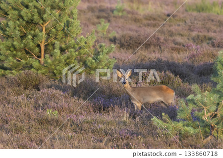 Roe deer in Westerheide heathland showcasing natural beauty during the golden hour 133860718