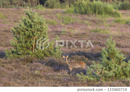 Roe deer foraging in Westerheide heathland during a serene summer evening Roe deer foraging in Westerheide heathland during a serene summer evening 133860719