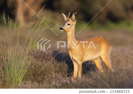 Roe deer standing gracefully in the Westerheide heathland during golden hour in the Netherlands 133860725