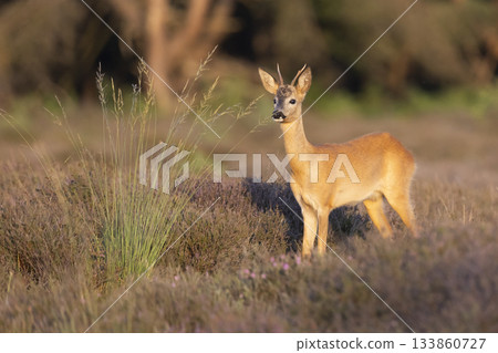 Roe deer standing on Westerheide heathland in the Netherlands during golden hour 133860727