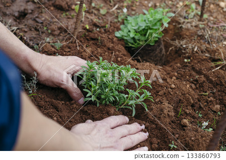 a man pressing soil around a satureja plant 133860793