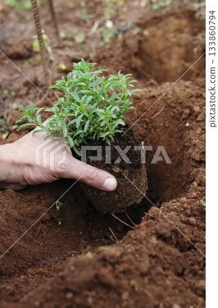 placing a satureja plant into the ground 133860794