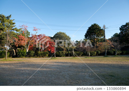 2024年11月，三重縣津市喜樂公園的秋葉 133860894