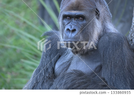 一隻大猩猩，如果你有任何疑慮，它都會認真傾聽。 133860935