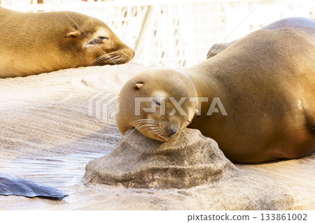 加州海獅雌性正在打盹 加州海獅雌性正在打盹 133861002
