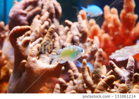 與海葵共生的魚類 133861214