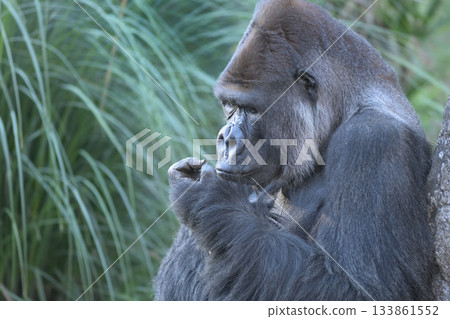 大猩猩用手指撿起從下巴里掉出來的東西。 133861552