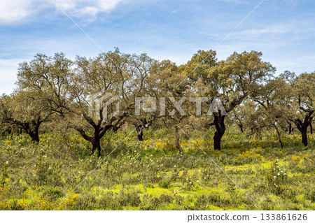 Cork Oak forest at Hortas de Baixo near Arronches, Alentejo, Portugal. Cork Oak forest at Hortas de Baixo near Arronches, Alentejo, Portugal. 133861626