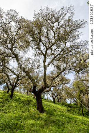 Cork Oak forest at Hortas de Baixo near Arronches, Alentejo, Portugal. Cork Oak forest at Hortas de Baixo near Arronches, Alentejo, Portugal. 133861627
