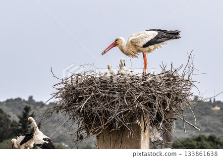 White Storks, Ciconia ciconia at Odiaxere in the Algarve region, District Faro, Portugal. White Storks, Ciconia ciconia at Odiaxere in the Algarve region, District Faro, Portugal. 133861638