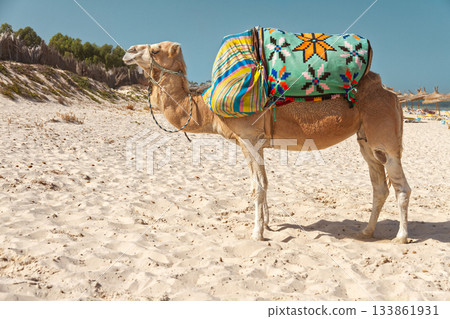 Camel light beige saddled on shores of Mediterranean Sea Camel light beige saddled on shores of Mediterranean Sea 133861931